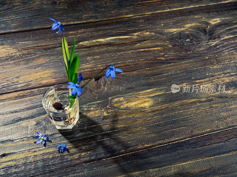 黑色的仍然有蓝色的花(scilla siberica)